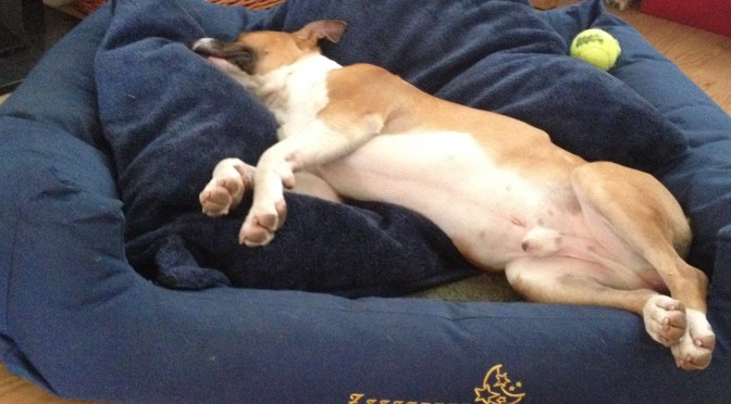 Relaxing Revision Day