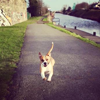 12650889_1184118911615440_5488396521769145675_n