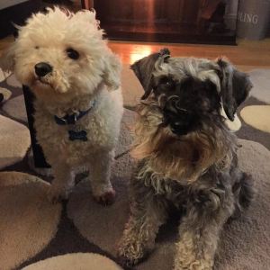 12729377_10153331241562256_6394276862491037569_n