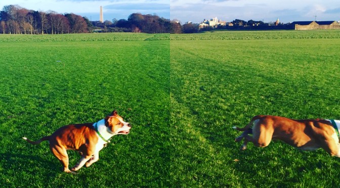 Think Outside the Food Bowl!