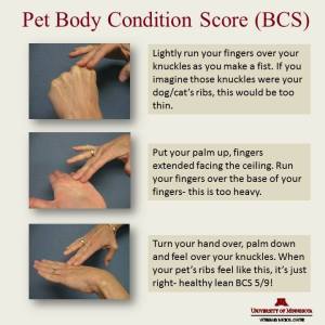 Pet-Body-Condition-Score