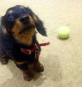 11228129_902003223187142_3710327381475431906_o