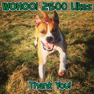 12088175_971212216266242_3948093334350082965_n