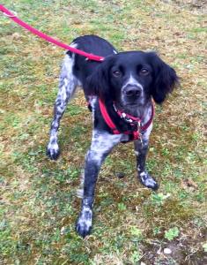 12795255_973414719379325_4585676530952788307_n