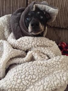 12795365_10153373533362256_2843757885203993804_n