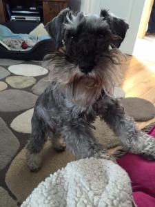 1915365_10153412897007256_6794913310542790483_n