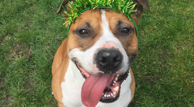 Weekly Woof from the Web