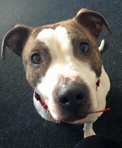 12936550_980737001980430_7187768411111040804_n