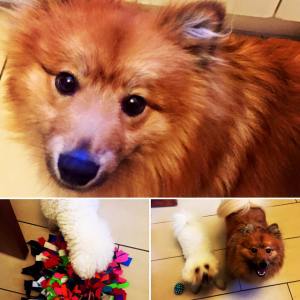 12974309_988540657866731_4146777342862677703_n