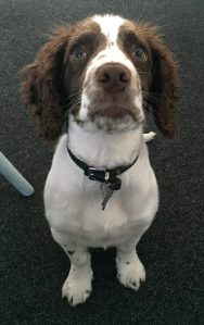 13007209_992394834147980_118146271149263931_n