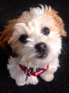 13015658_994591350594995_4240202557026307294_n