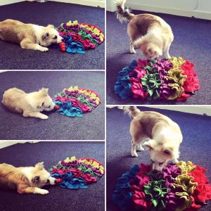 13043625_990684457652351_5935373562617647013_n