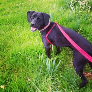 13062240_992185047502292_8689058537972205428_n