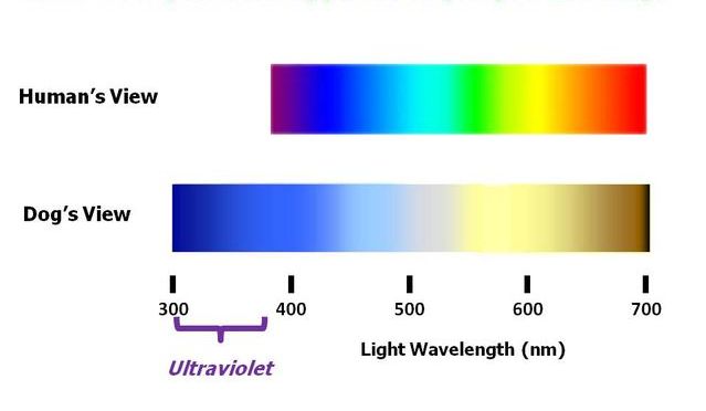 Weekly Woof from the Web