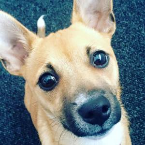 13076827_998545310199599_1446953720606315965_n