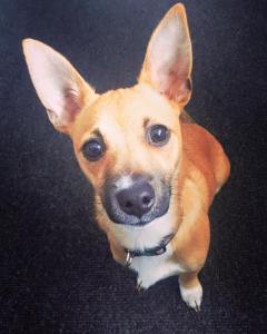 13092007_998545236866273_7866509661026674397_n