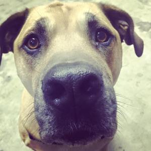 13095947_998236123563851_1844707108435031106_n