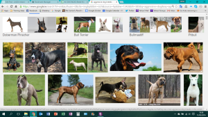 agg dog breeds