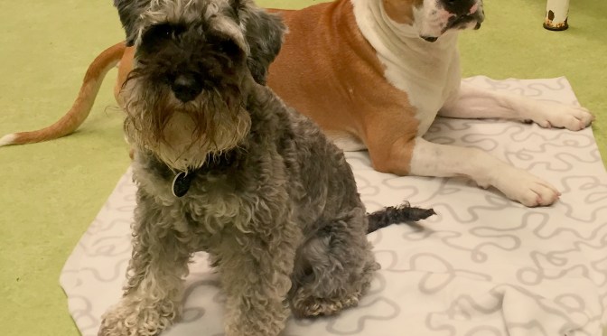 Weekly Woof from the Web