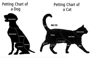 petting cats