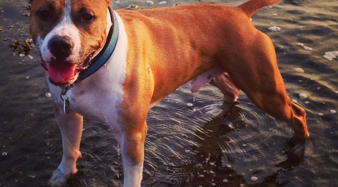 Fat Dogs & “Food” Trainers