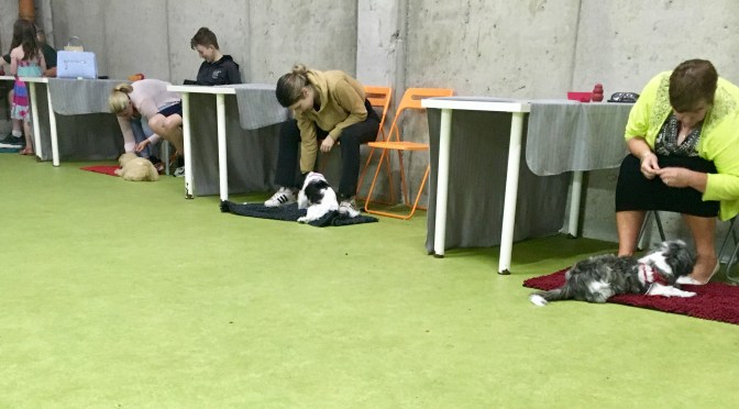 Off-leash puppy play…yay or nay