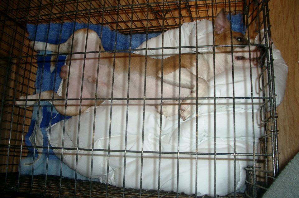 643993_512832432077428_1439947532_n