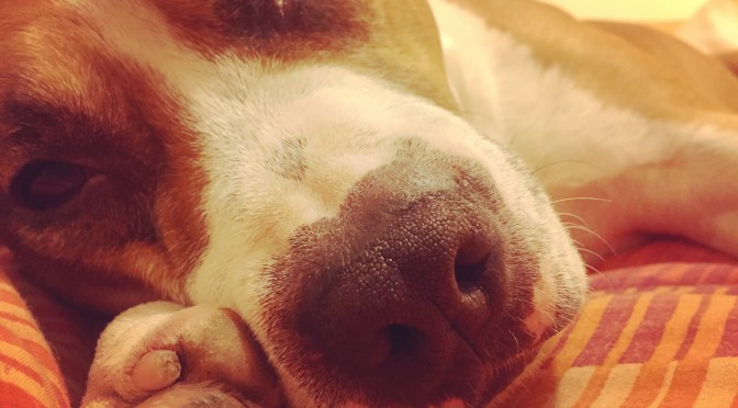 Day 10 Choice & Choosing – beds and bedding