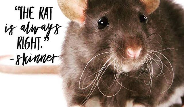 The animal is always right