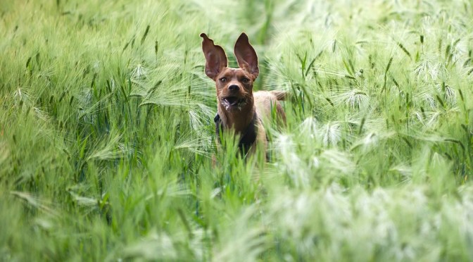 Rapid & Reliable Recalls