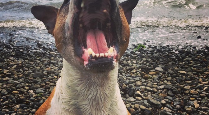 Barking (driving you) Mad