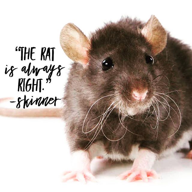 52478668_790946994595960_3816185388819480030_n