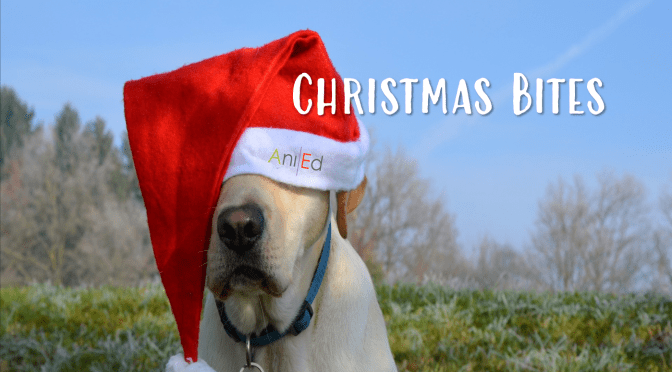 Christmas Bites: What’s Santa Paws bringing?