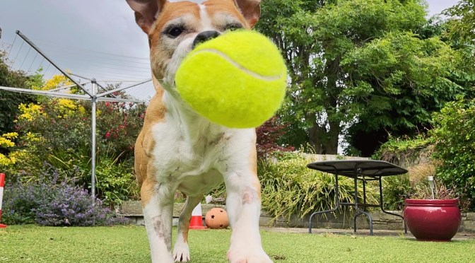 Throwing the dog out with the ball