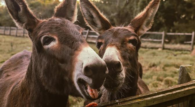 Animal Trainer’s Retreat